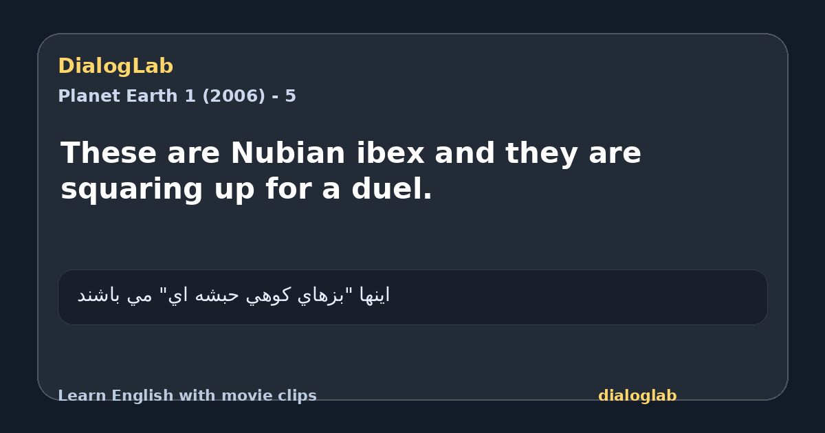 Share card for These are Nubian ibex and they are squaring up for a duel.