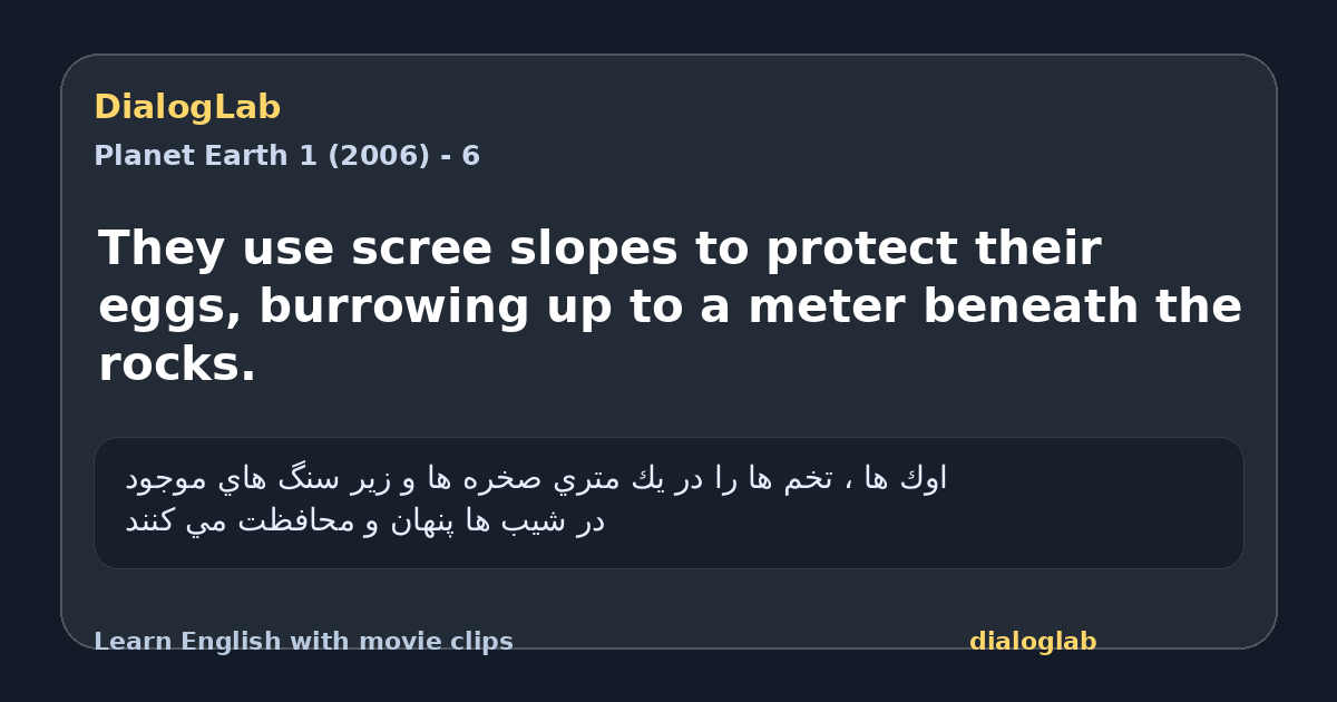 Share card for They use scree slopes to protect their eggs, burrowing up to a meter beneath the rocks.