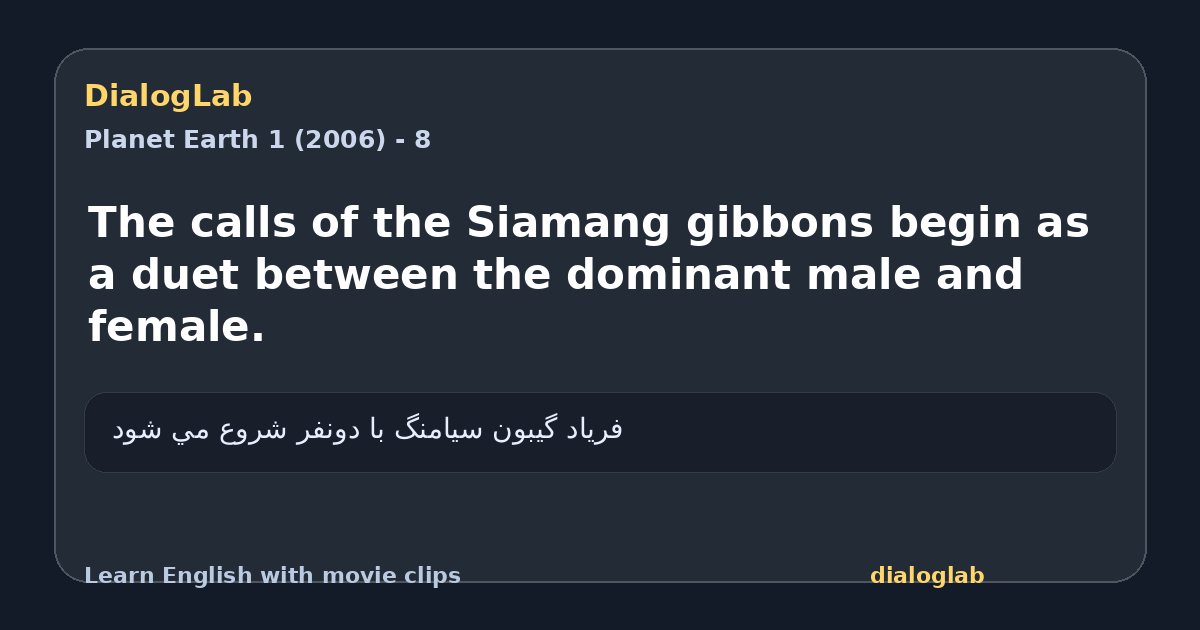 Share card for The calls of the Siamang gibbons begin as a duet between the dominant male and female.