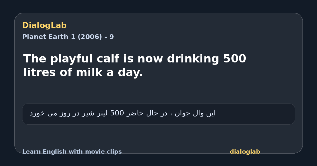 Share card for The playful calf is now drinking 500 litres of milk a day.