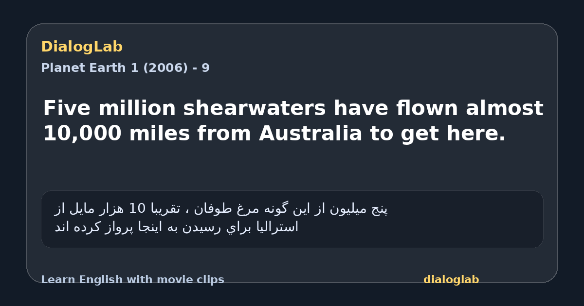 Share card for Five million shearwaters have flown almost 10,000 miles from Australia to get here.