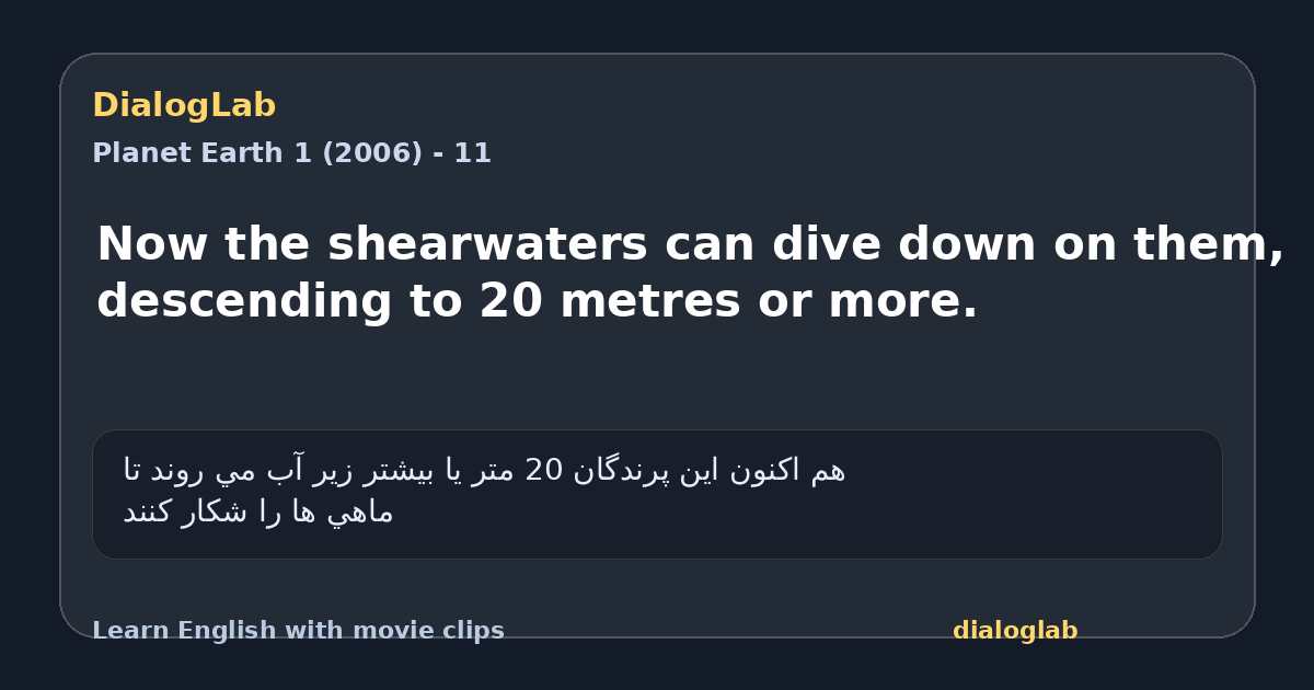 Share card for Now the shearwaters can dive down on them, descending to 20 metres or more.